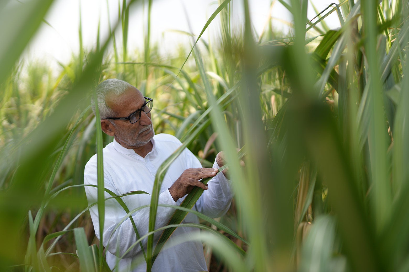 Satya Pal Singh, in a field of tall vegetation, inspects his sugarcane crop after an agricultural drone sprayed insecticide.