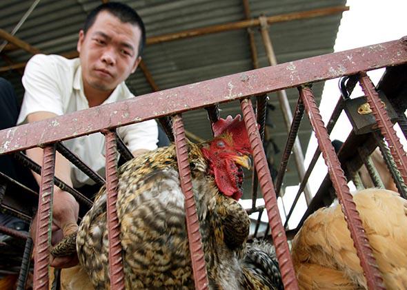 Animals sold in markets can pass lethal viruses on to humans.