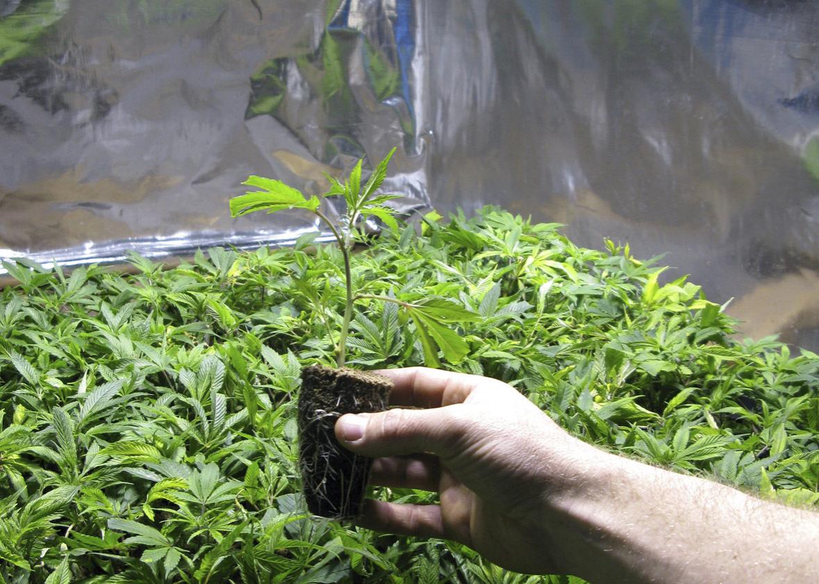 A marijuana crop 