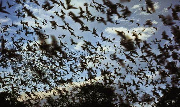 Bats Discovered to Have Sex in a Way That's Similar to Birds - The