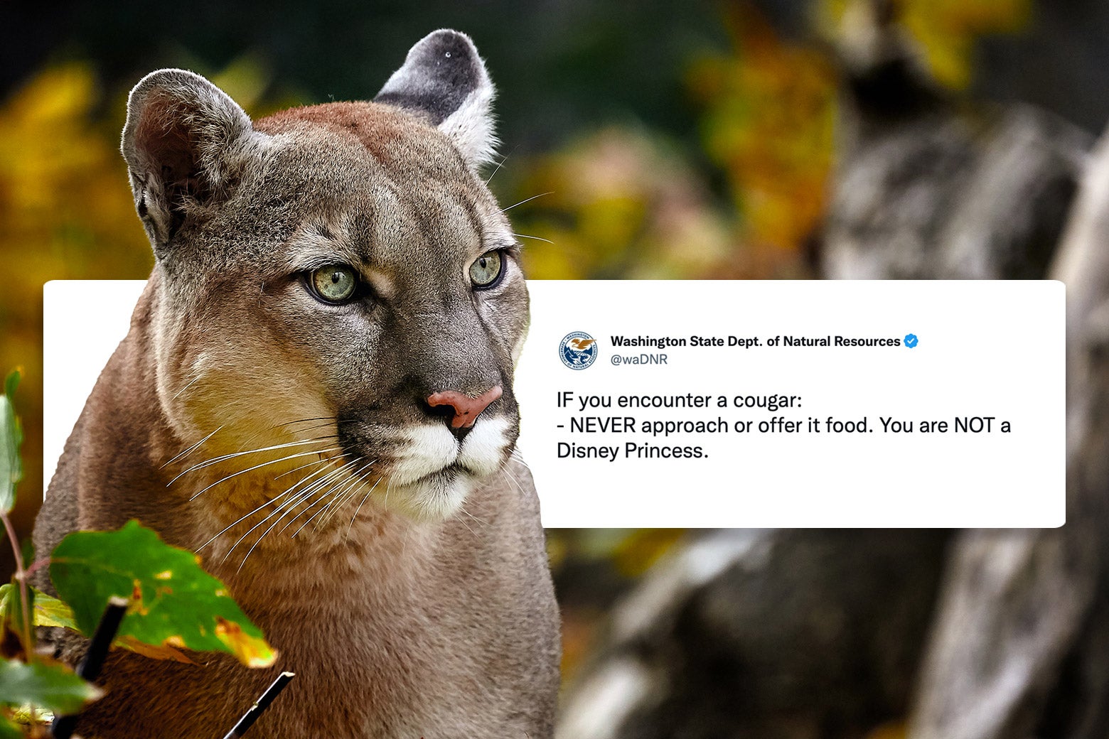 A mountain lion in the wilderness next to a wildlife agency tweet warning not to feed it.