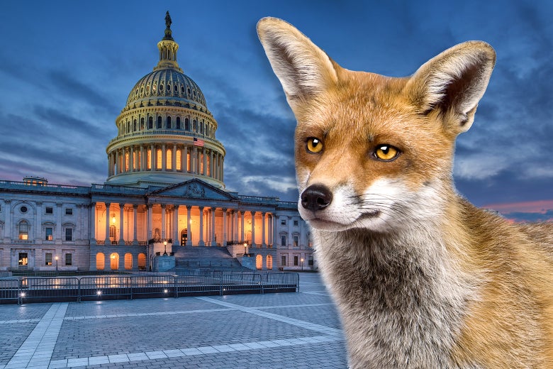 A fox gazing at Capitol Hill.