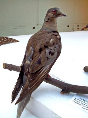Martha at the Smithsonian Institution’s National Museum of Natural History, Washington, D.C. 