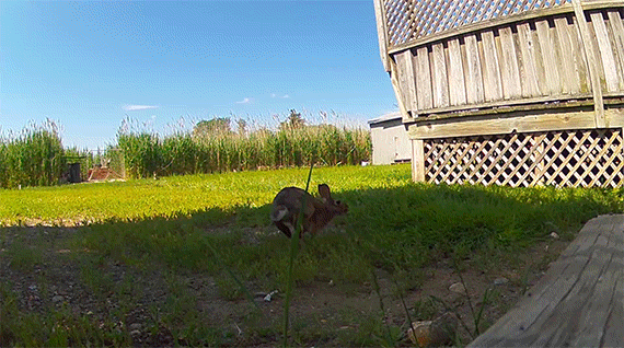 rabbit in camera footage