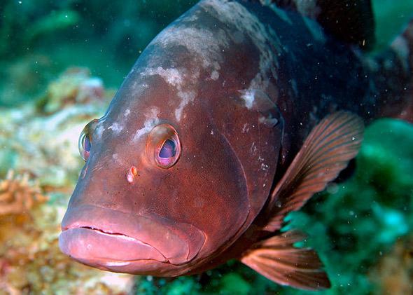 The industrious Red Grouper establishes complex habitat on the seafloor along Pulley Ridge. 