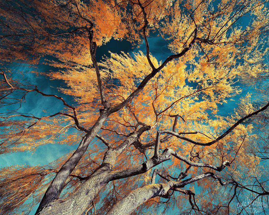 David Keochkerian The Trl