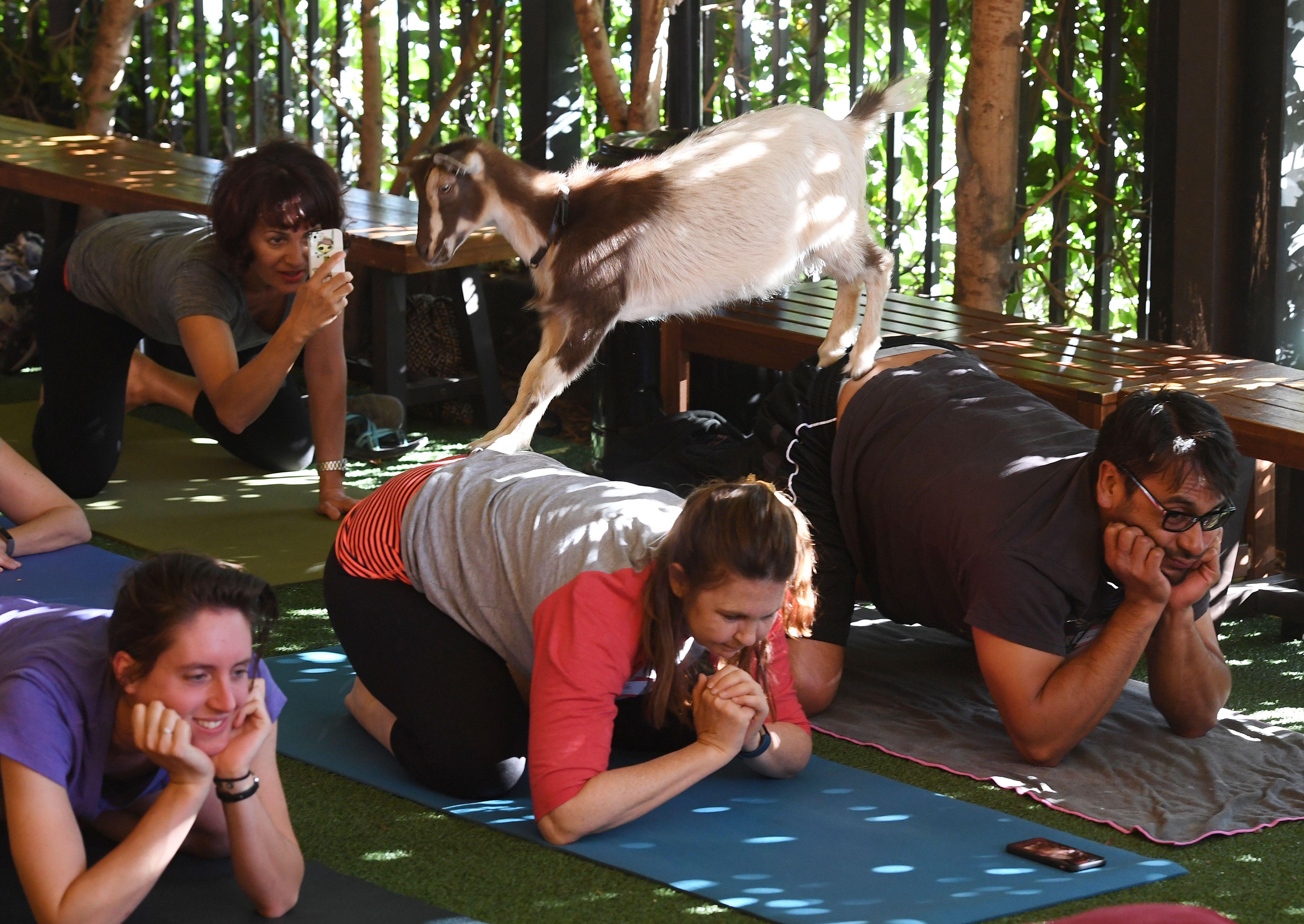 Popular goat yoga available near Charlotte — $25 class includes 30 minutes  of cuddle time with goats - Axios Charlotte