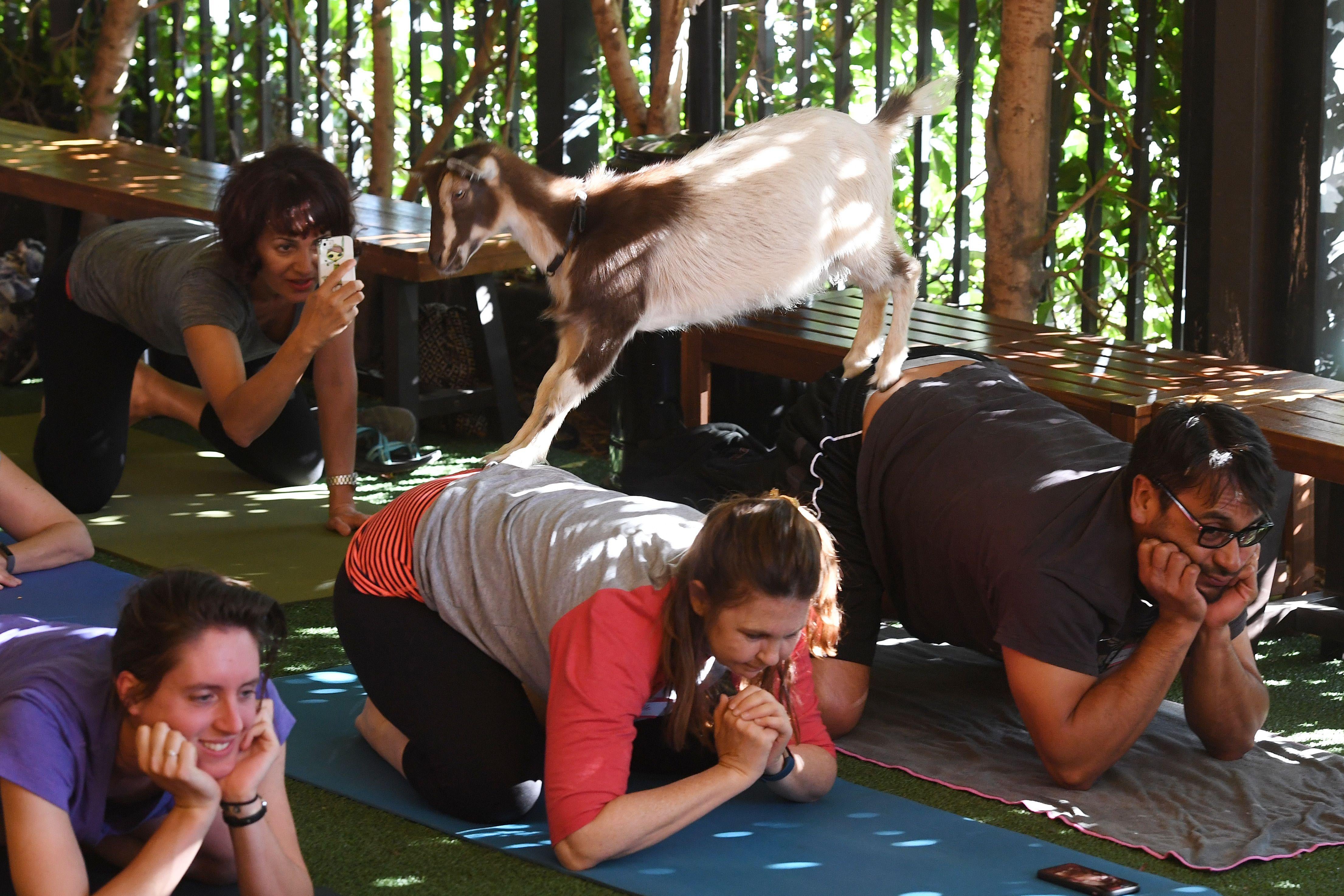 Several yoga attendees are lying on mats in a variation of child's pose. A small goat is standing on two of the participants' backs while another participant takes a photo from behind.