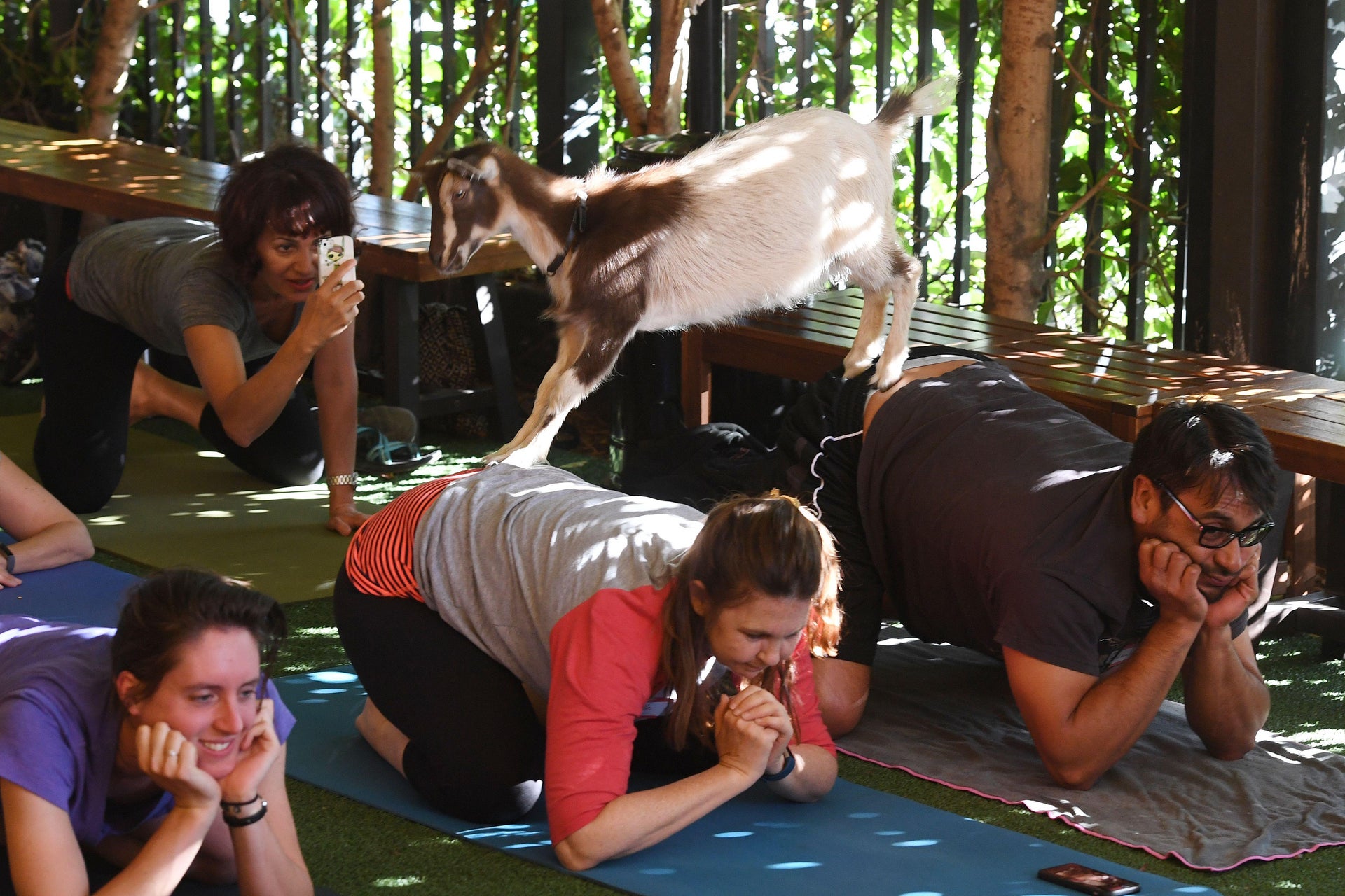 do-goats-like-goat-yoga-and-group-hiking-with-goats