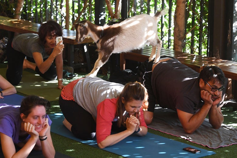 Several yoga attendees are lying on mats in a variation of child's pose. A small goat is standing on two of the participants' backs while another participant takes a photo from behind.