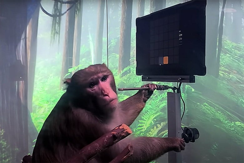 A monkey playing a video game with a use of a special joystick and neural connections.