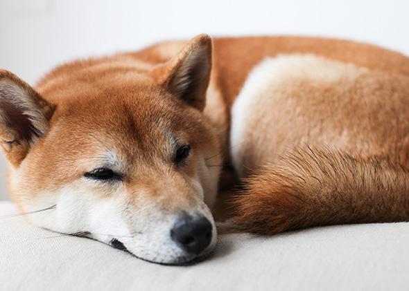 Doge What S It Like To Own A Shiba Inu
