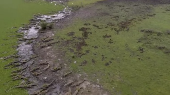 Crocodiles: PBS Gorongosa program has many of them.