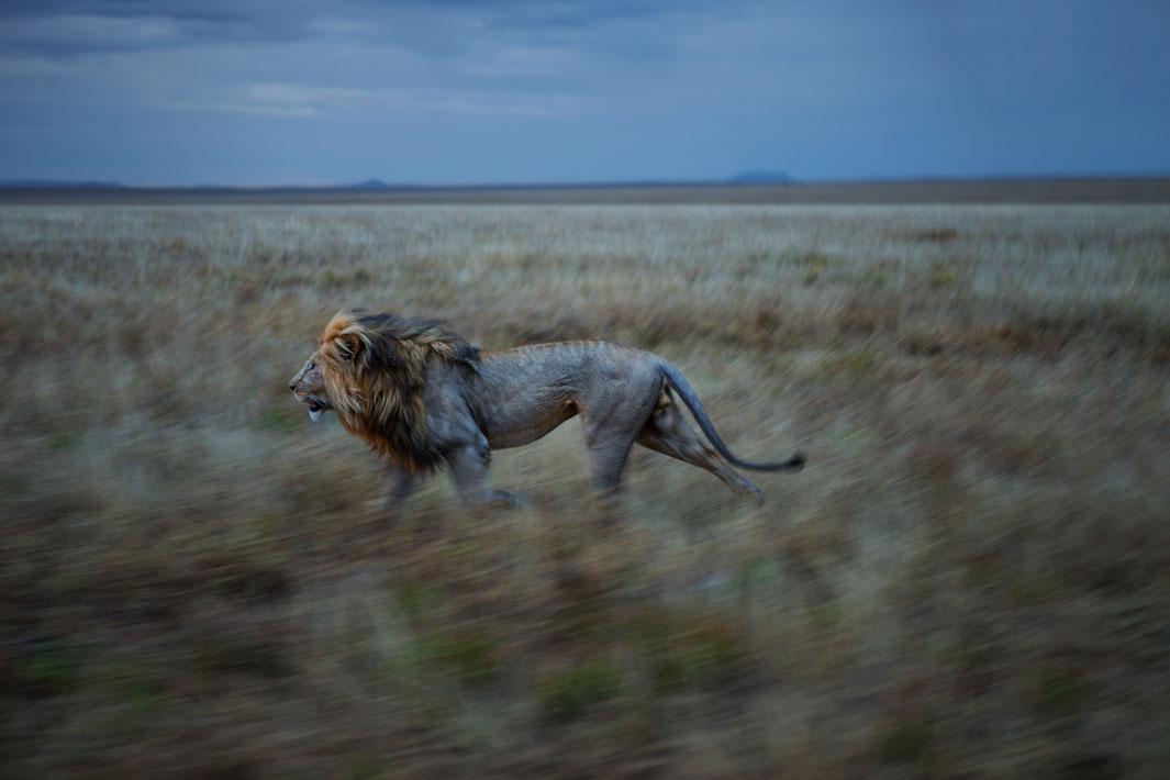 After appearing cautious amongst the Vumbi pride, resident male Hildur inexplicably began to run, and continued to run for five miles.  He was running to his other pride where we found him consorting with an estrus female the next day.  Serengeti National Park, Tanzania, 2012.