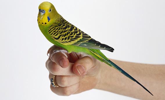 Talking parakeets: Why do they mimic human speech?