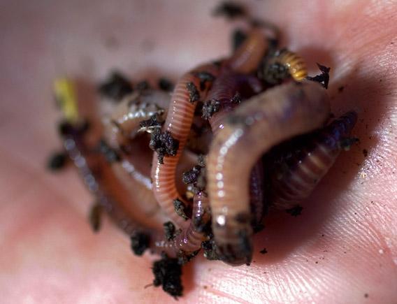A cluster of Red wigglers worms in the hand of a composter's yard in Newport News, Virginia. 