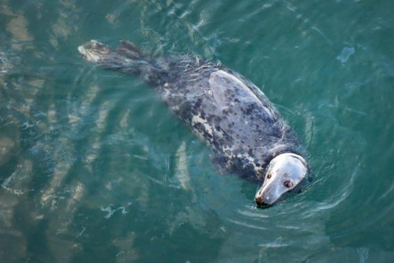 Gray seal hanging around at the Chatham Fishing Pier.