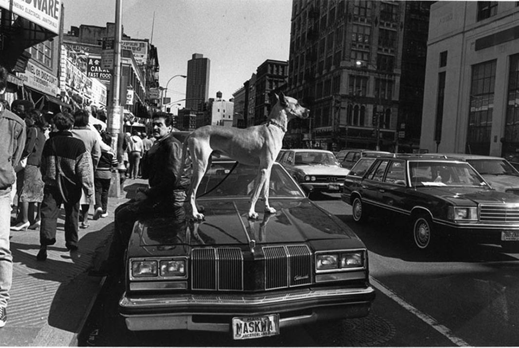 Dog on car, NYC