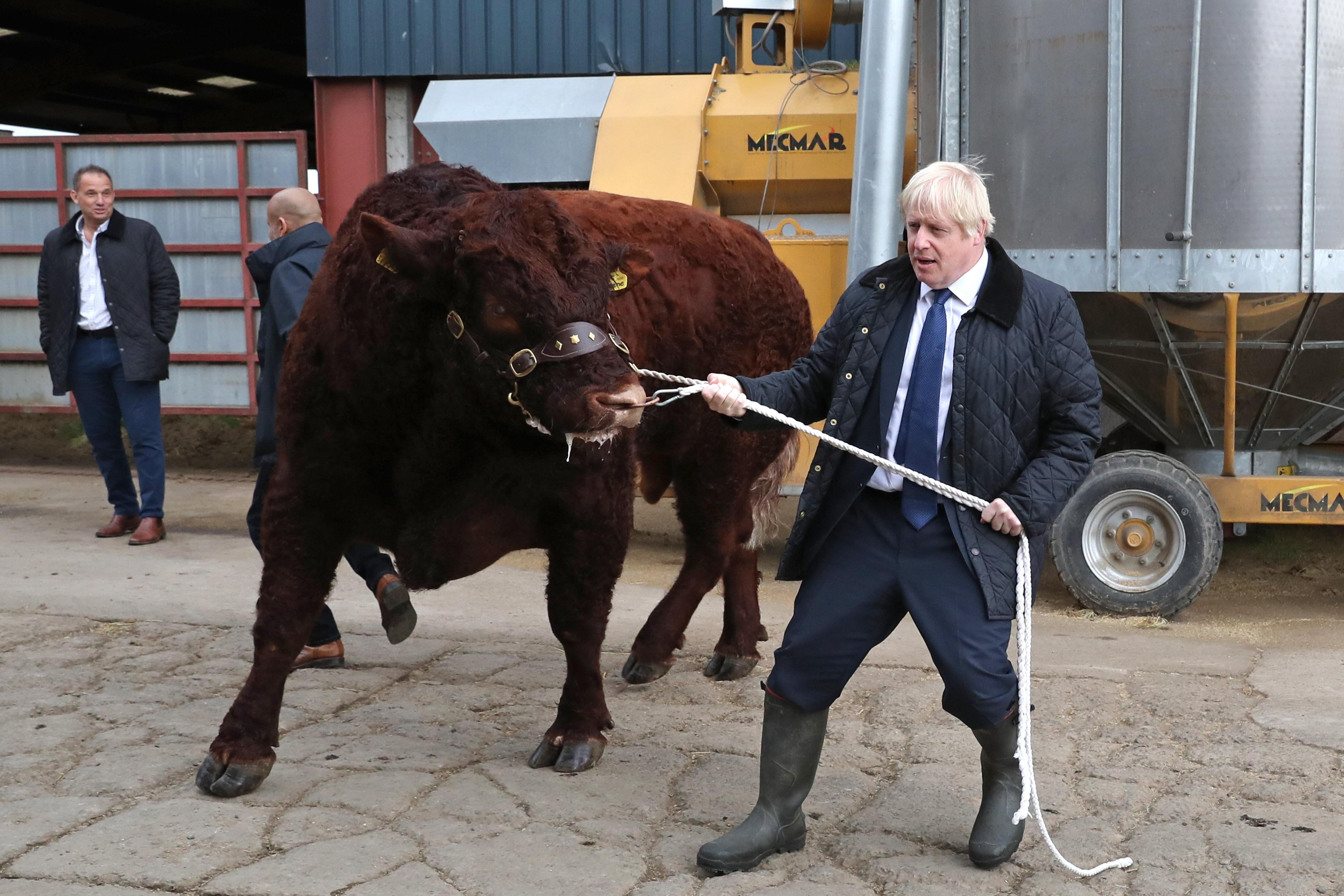 Boris Johnson pulls a bull around on a rope.