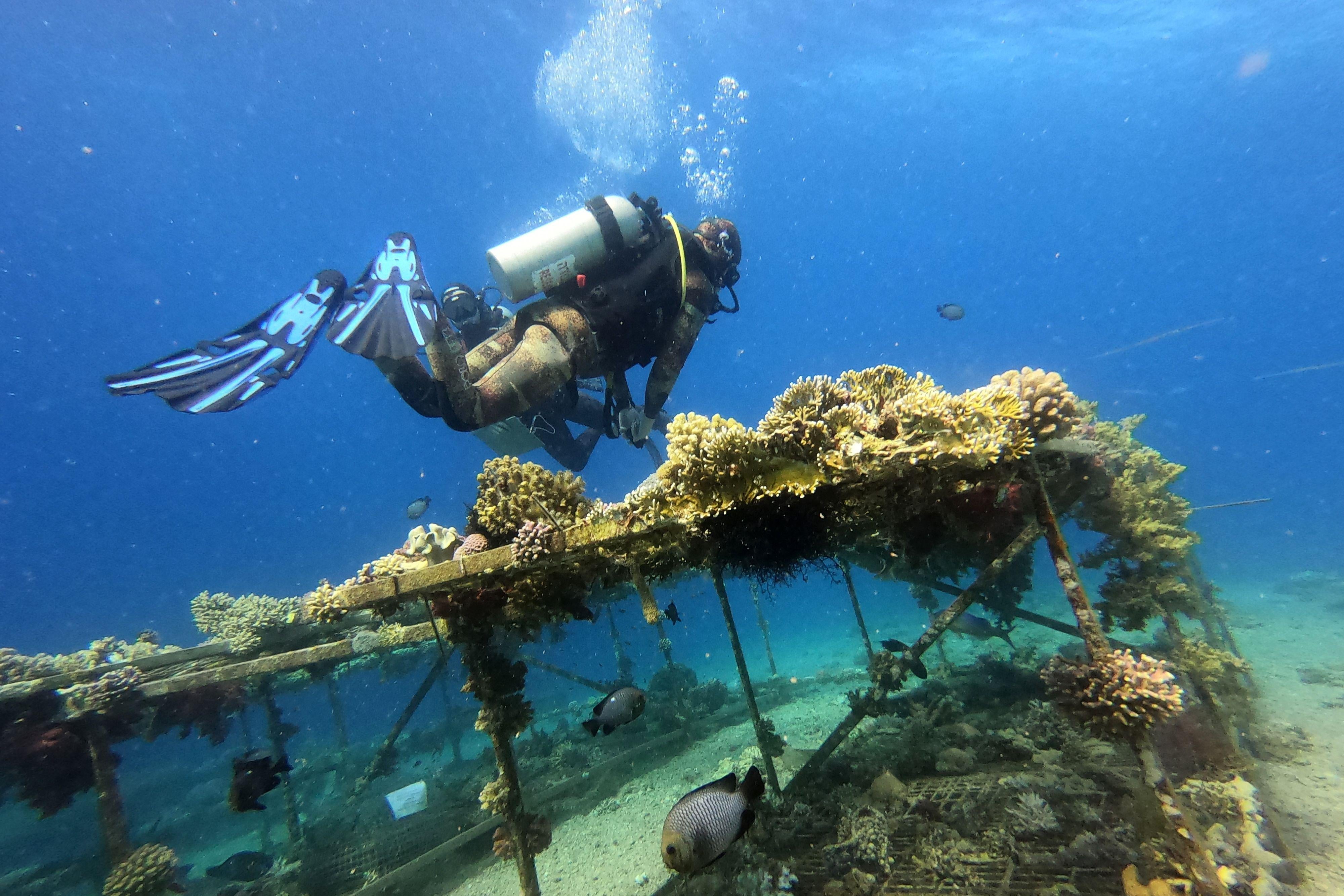 A diver looks at corals 
