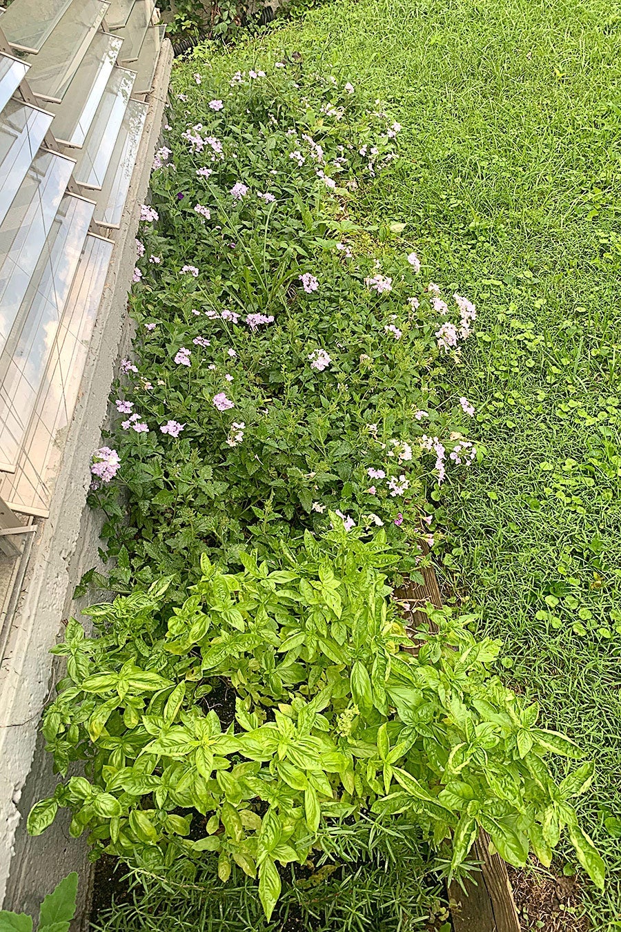 A flourishing basil plant next to flower bushes