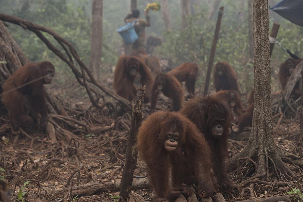 indonesia fire photos.