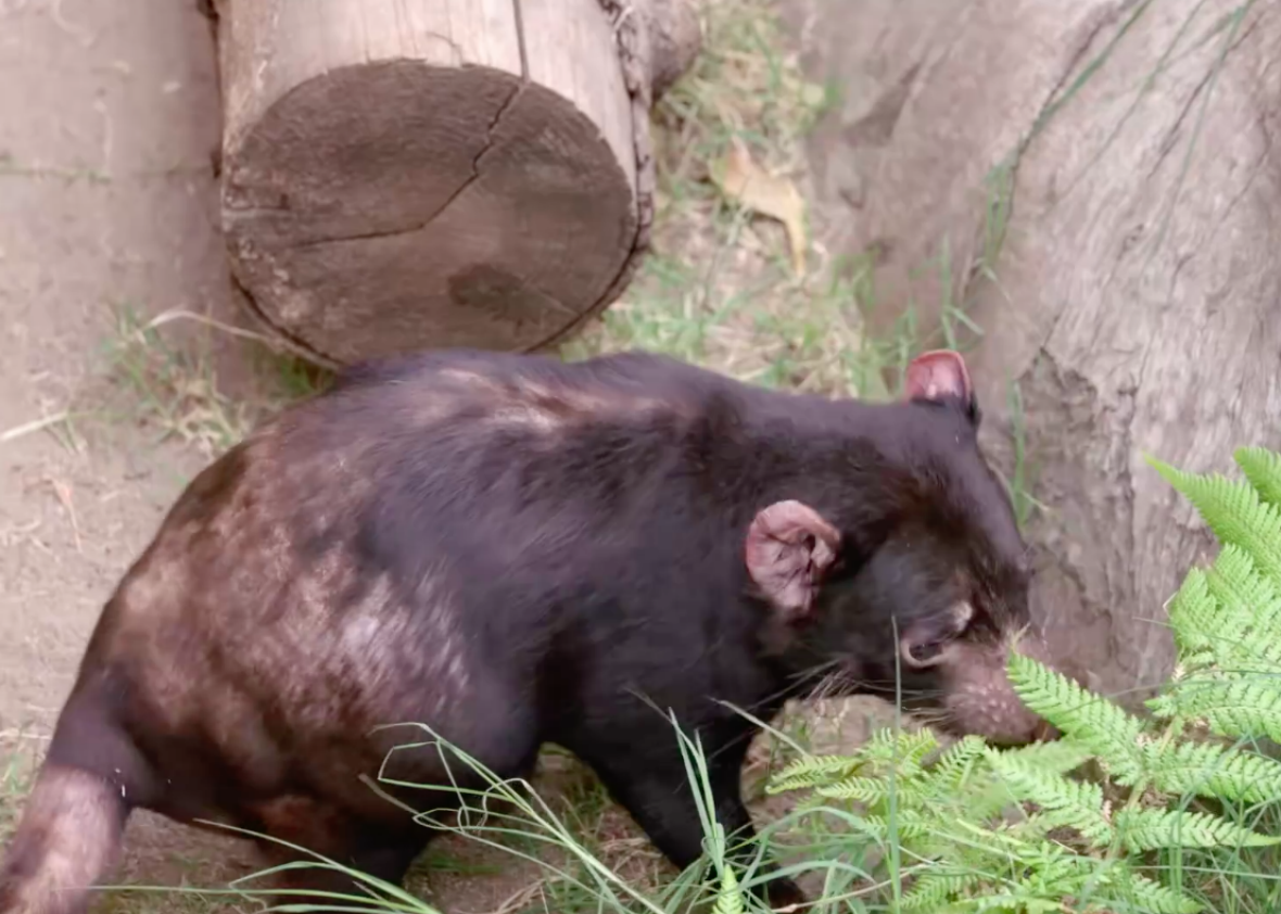A Tasmanian devil at the San Diego Zoo gets a pacemaker (video).