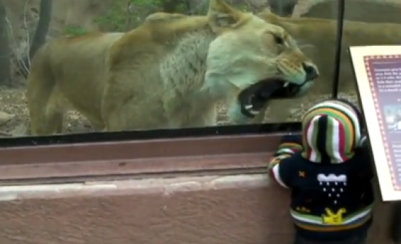 Lion tries to eat baby” and other videos of zoo lions trying to eat  children: Experts weigh in.