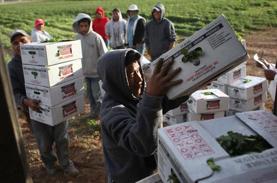 Mexican migrant workers load boxes of organic cilantro during the fall harvest.