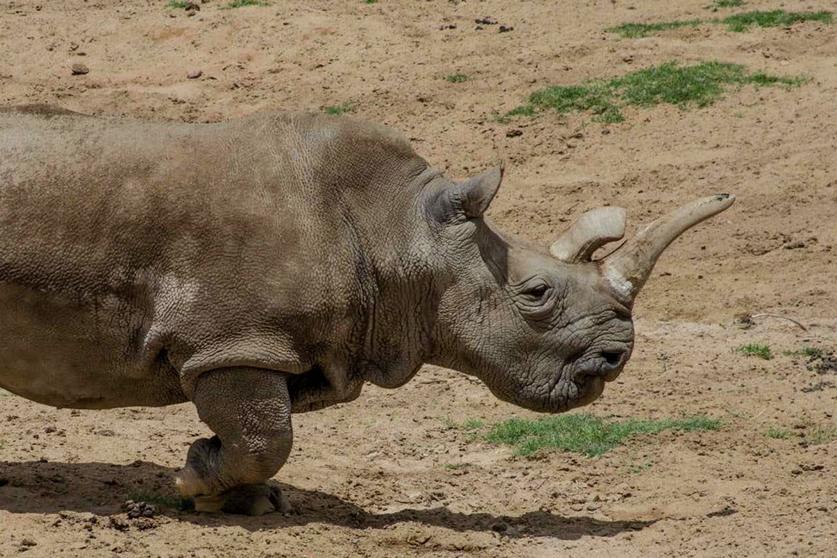 Re-Origin of Species excerpt: Cloning the extinct northern white rhino.