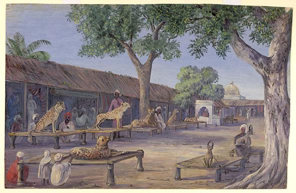 Street of hunting cheetah and lynx, Ulwar, India, 1878.