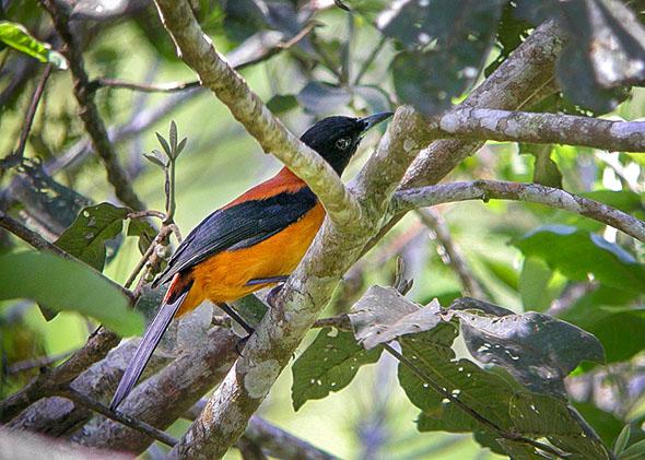 Hooded Pitohui, September 2, 2008.