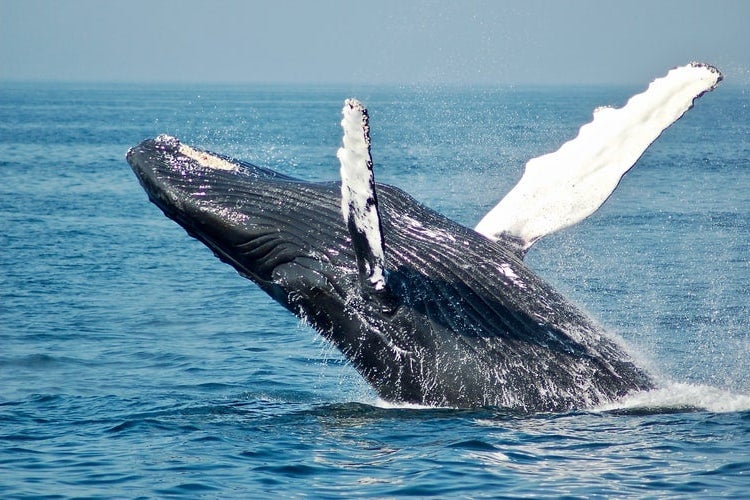 A blue whale bursts out of the ocean.