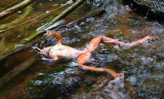 A chytrid-infected frog.