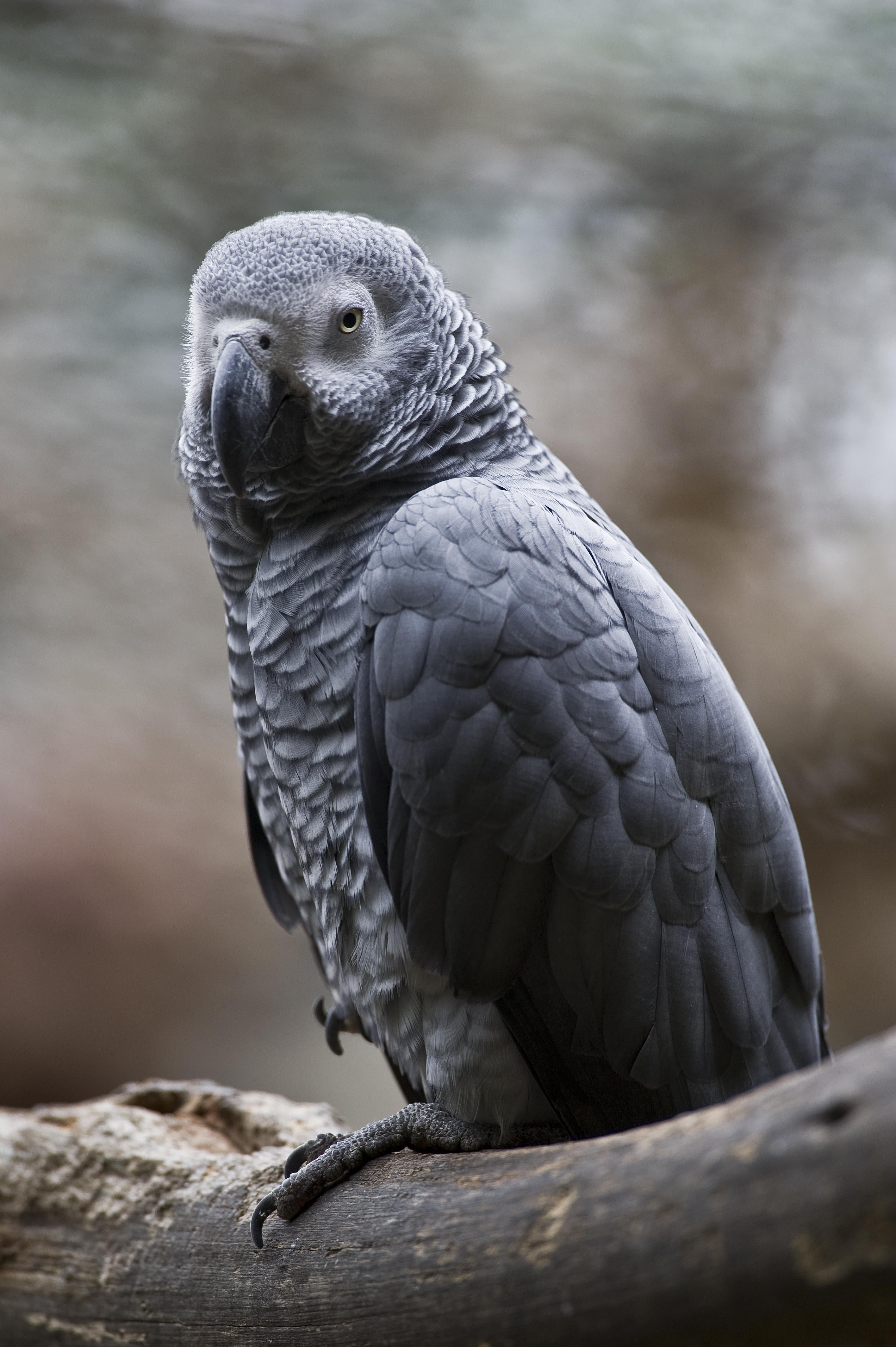 Treats for hotsell african grey parrots