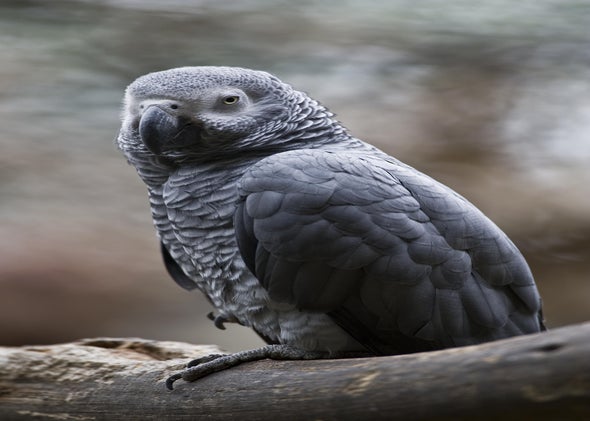 Marshmallow test of self control: An African grey parrot performs as well  as preschoolers.