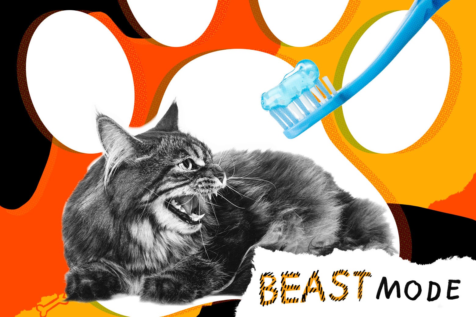 can you brush a cat's teeth with toothpaste