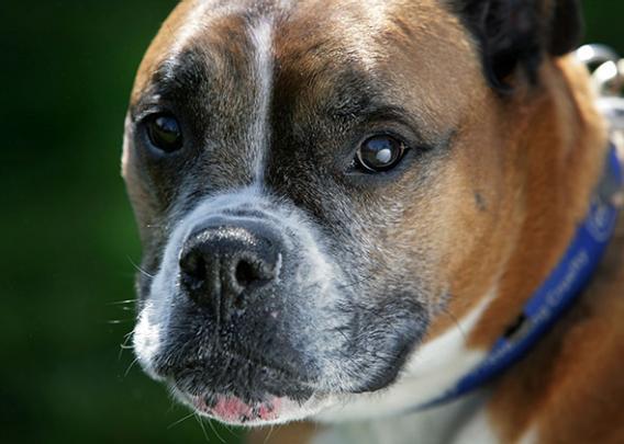 Nine-year-old homeless Boxer dog, Spike, sits in his kennel at the RSPCA Animal Rescue Centre in Barnes Hill, Birmingham, England on 4 April 2007.
