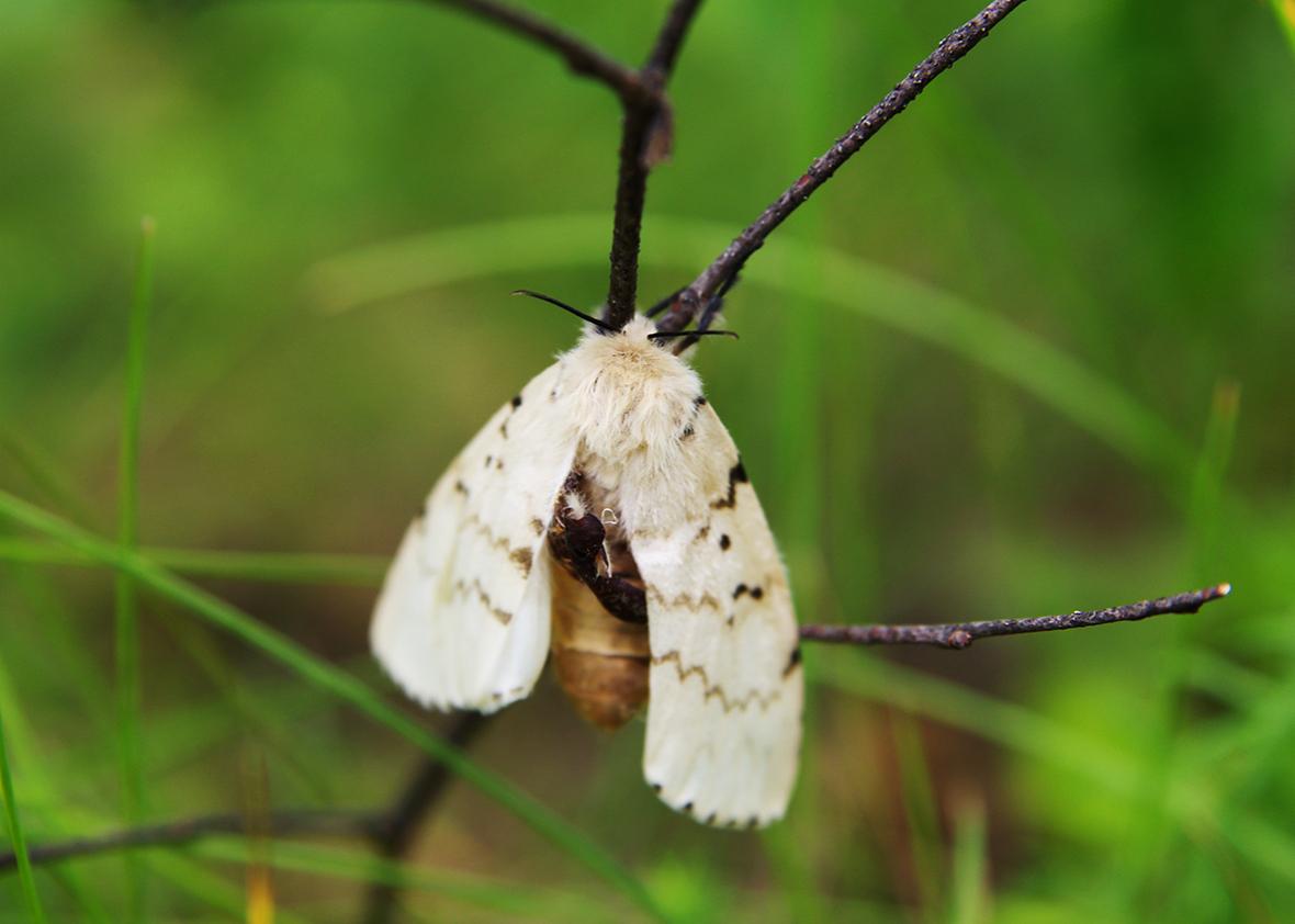 Gypsy moth (Lymantria dispar) on a twig in a forest.