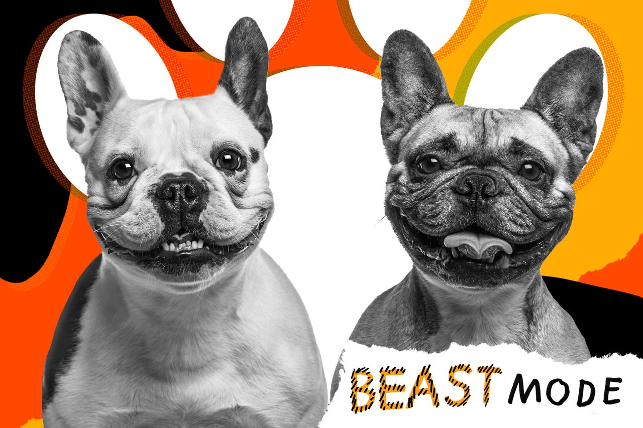 Doggy day care too expensive pet advice from Beast Mode.