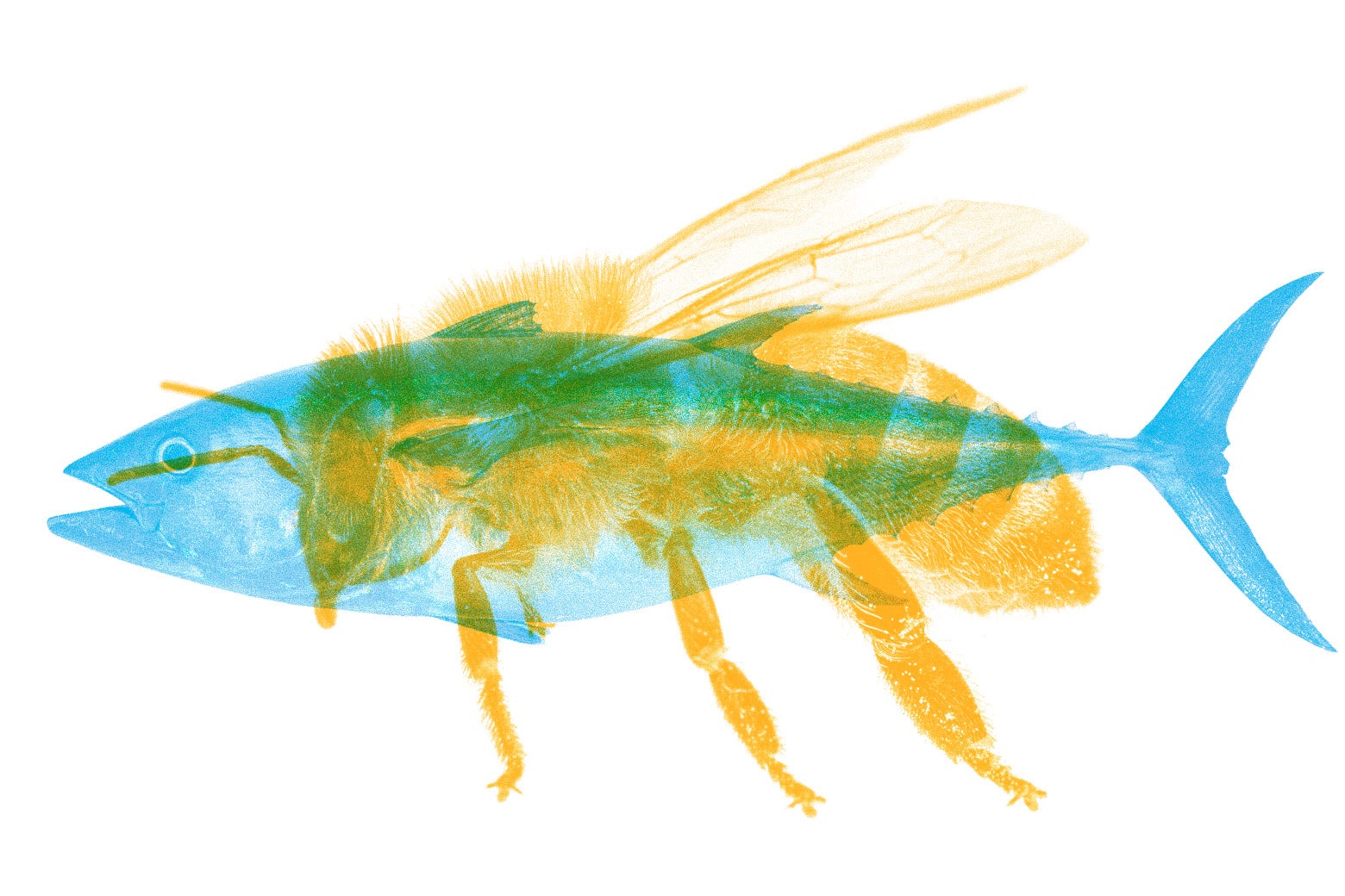 Bee image overlaid on top of a fish.