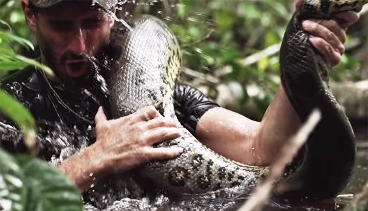 Discovery channel airs a man getting eaten alive by an anaconda:  Educational channels are misinforming people.