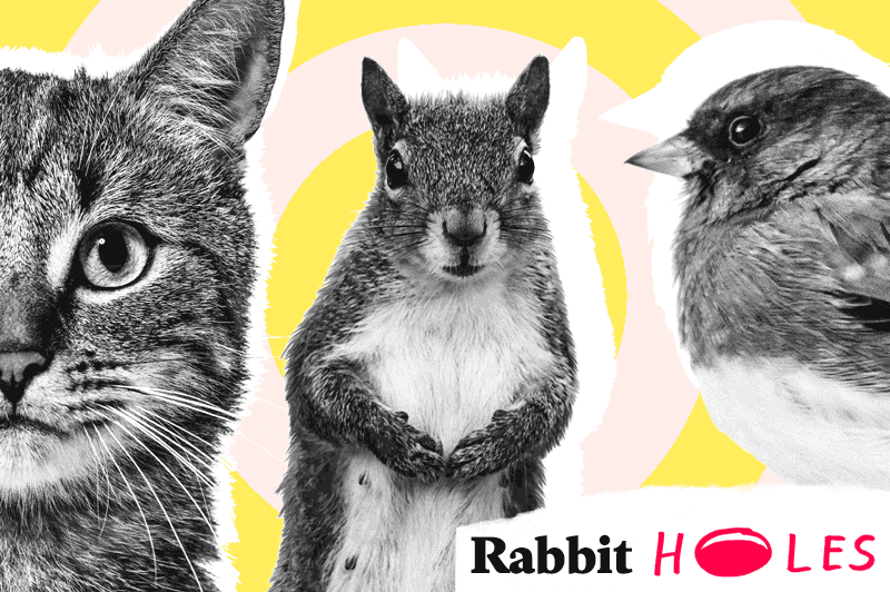 Rabbit Hole, noticing creatures like squirrels cats and birds.