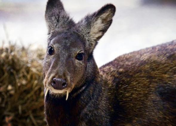 fanged-deer-spotted-in-afghanistan-vampire-kashmir-musk-deer-not