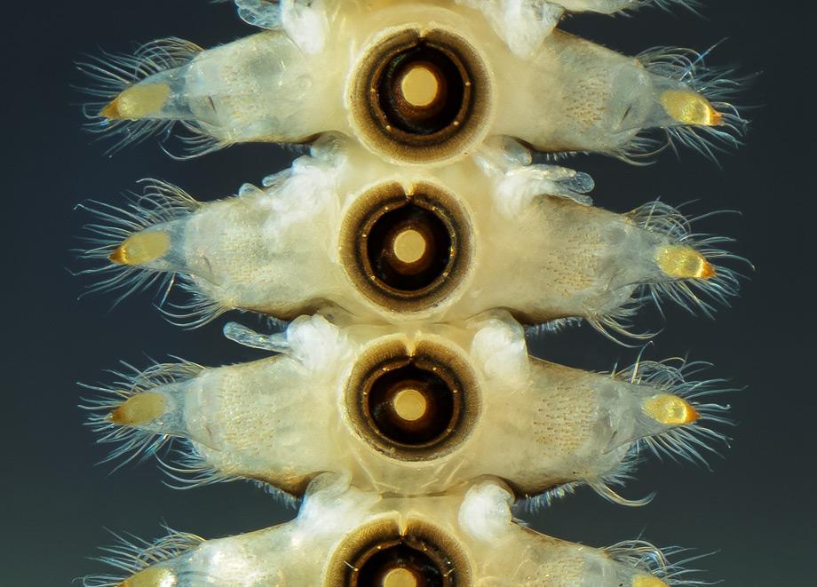 Abdominal segments of Diptera blephariceridae larvae, 40X.