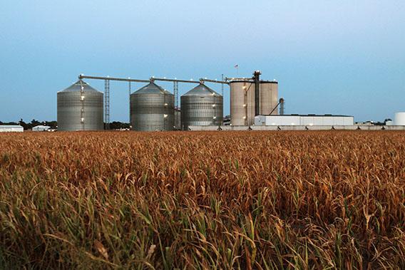 A field of dead corn sits next to the Lincolnland Agri-Energy ethanol plant July 25, 2012 in Palestine, Illinois.