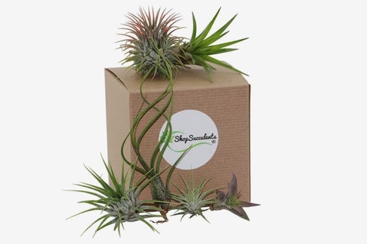 Shop Succulents Assorted Air Plants (Collection of 8).
