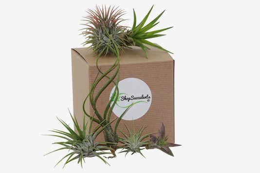 Shop Succulents Assorted Air Plants (Collection of 8).
