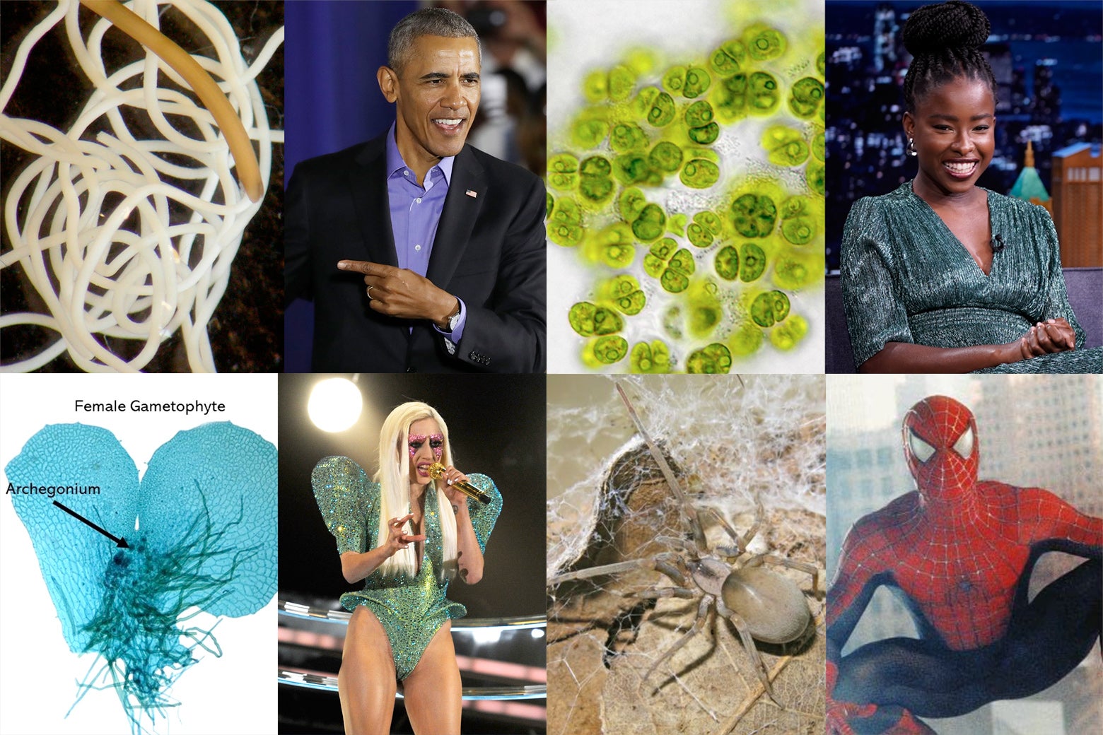 Side by side comparisons of organisms and celebrities for which they're named after:
A picture of a hairworm next to a picture of Barack Obama
A picture of algae under a microscope next to a picture of Amanda Gorman
A picture of a fern gametophyte next to a picture of Lady Gaga in a fern-inspired dress
A picture of a spider next to a picture of Spider-Man