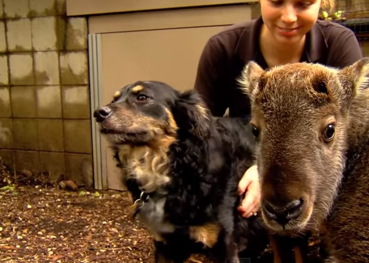 Baby Takin video Dale and dog friend Blakely are an adorable pair.